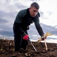 Sklizeň bílého chřestu je náročná, musí se dělat ručně. Proto pěstitelé dávají přednost zelenému. 