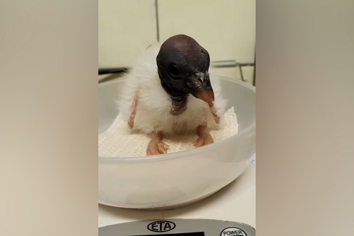 Zázrak v ústraní. Ostravská zoo má už sedmé mládě kondora královského