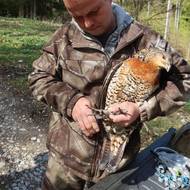 Odchycená samice dostala ornitologický kroužek
