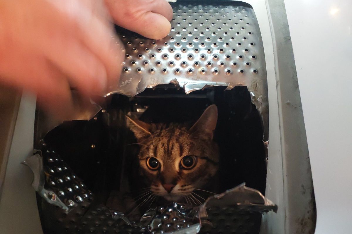 Pračka na Pardubicku uvěznila kocoura, vyprostit ho museli hasiči