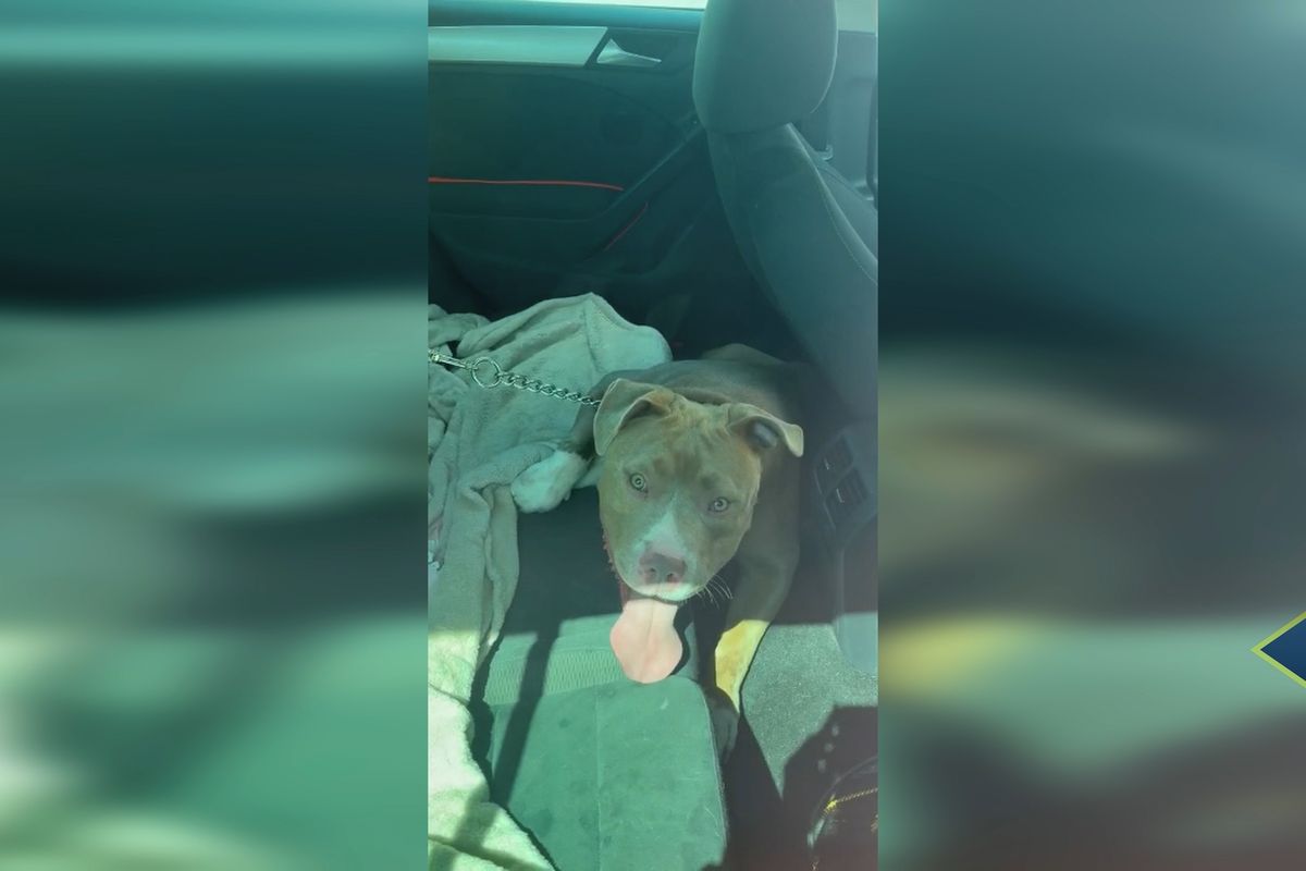 Žena v Brně nechala psa zavřeného v autě na slunci. Utrápenému zvířeti pomohli strážníci