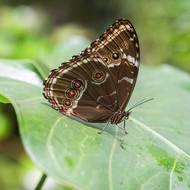 Výstava motýlů je podle Černého nejnavštěvovanější akcí botanické zahrady a každý rok ji zhlédne zhruba 100.000 lidí.