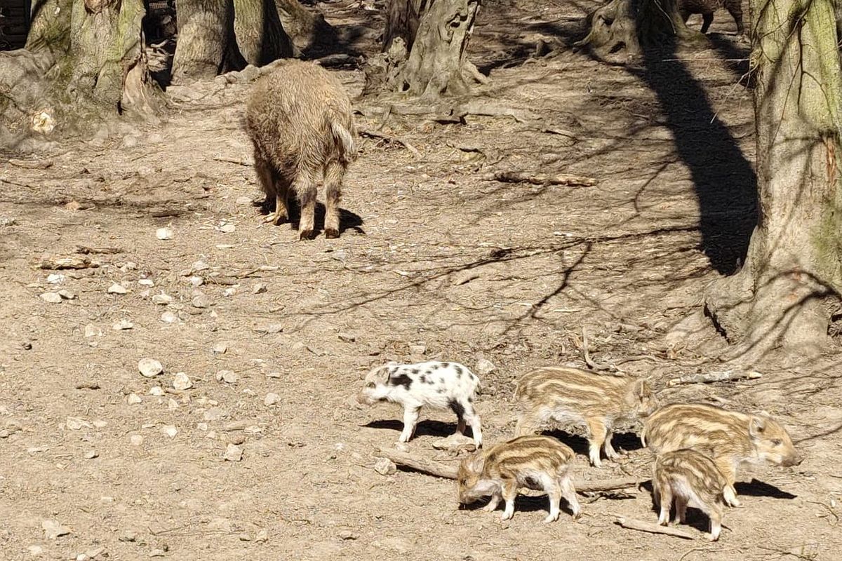 V brněnské oboře se narodilo puntíkaté prasátko, vypadá jako minidalmatin