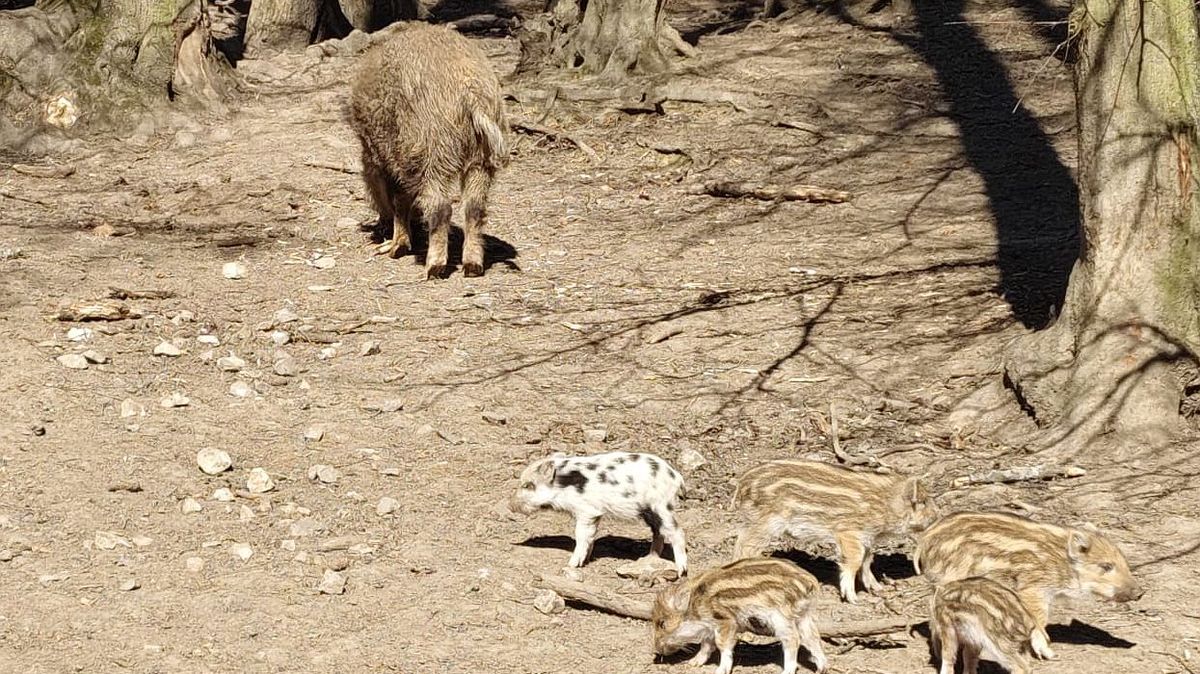 V brněnské oboře se narodilo puntíkaté prasátko, vypadá jako minidalmatin