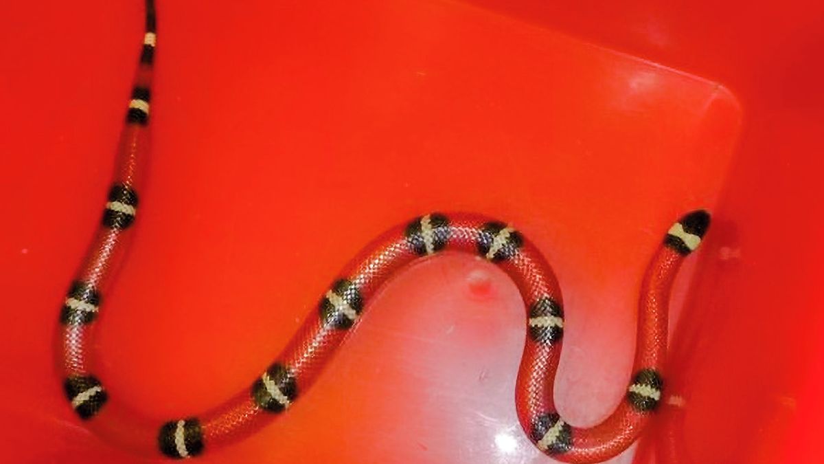 Lidi v kulturním domě v Budějovicích vyděsil cizokrajný had. Zaměstnankyně ho nakonec chytila do kýble