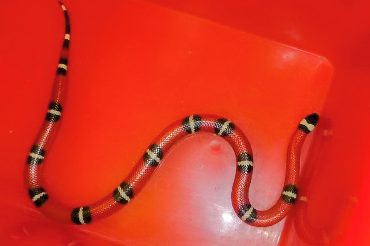 Lidi v kulturním domě v Budějovicích vyděsil cizokrajný had. Zaměstnankyně ho nakonec chytila do kýble