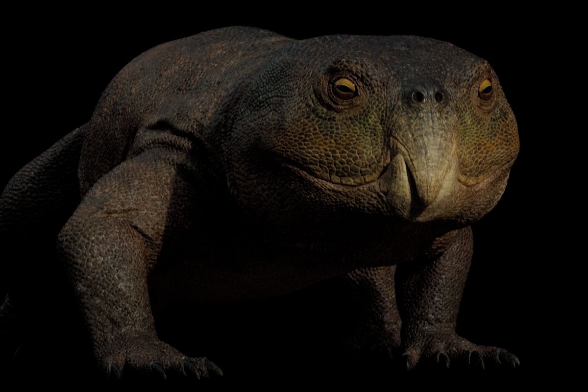 V Brazílii objevili 230 milionů let starého plaza s papouščím zobákem. Mohl mít příbuzné ve Skotsku