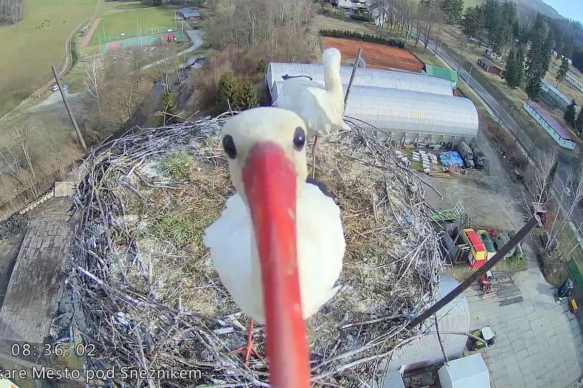 Čapí "selfie": Kamera sleduje dění v českém čapím hnízdě