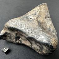 Železný meteorit o hmotnosti 2.9 kg po očištění včetně měřítka. Na povrchu je možné vidět tmavou tavnou kůrku a proudové linie způsobené orientovaným letem v atmosféře Země.