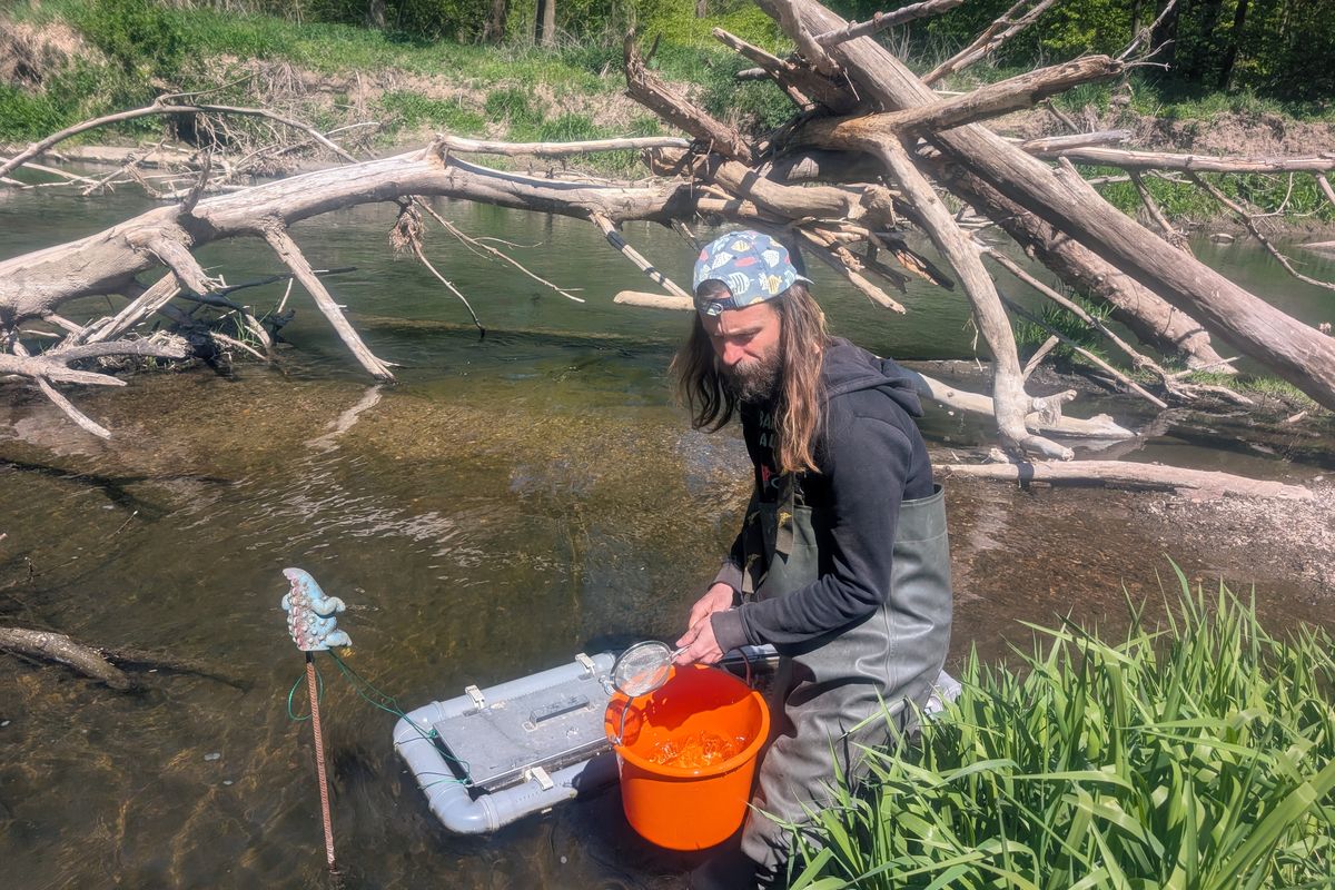 Odborníci vysadili do řeky Moravy na Olomoucku tisíce malých jeseterů
