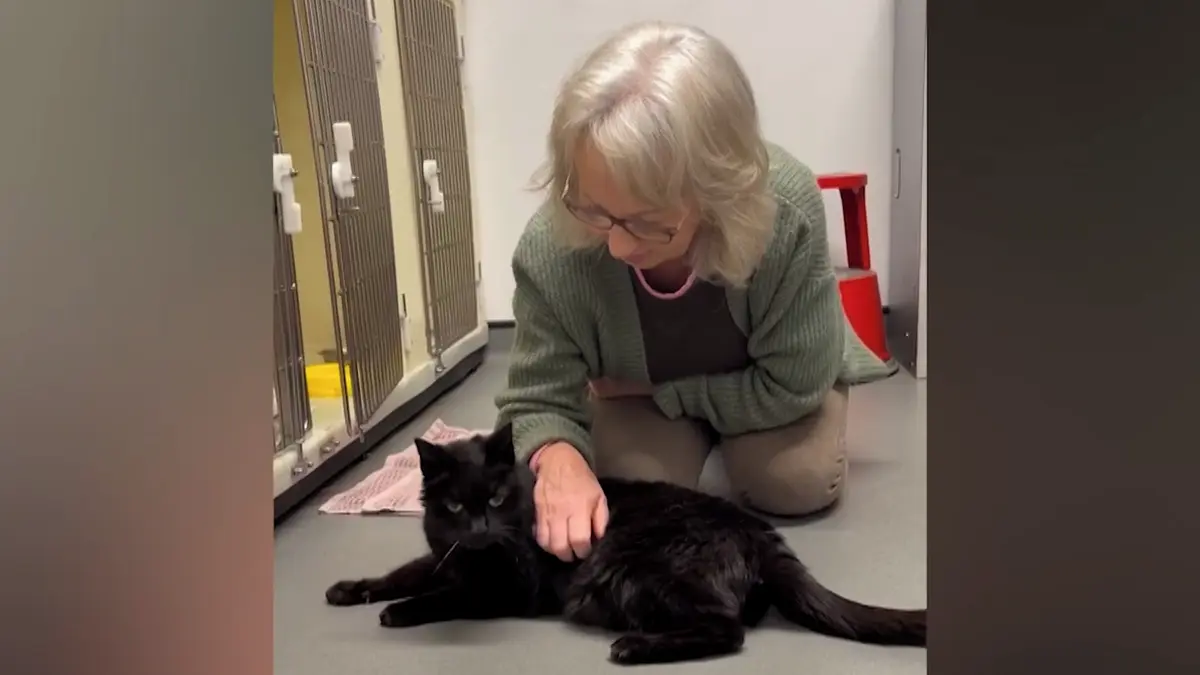 Žena se po 12 letech setkala se ztraceným kocourem, našel se nedaleko bývalého domova