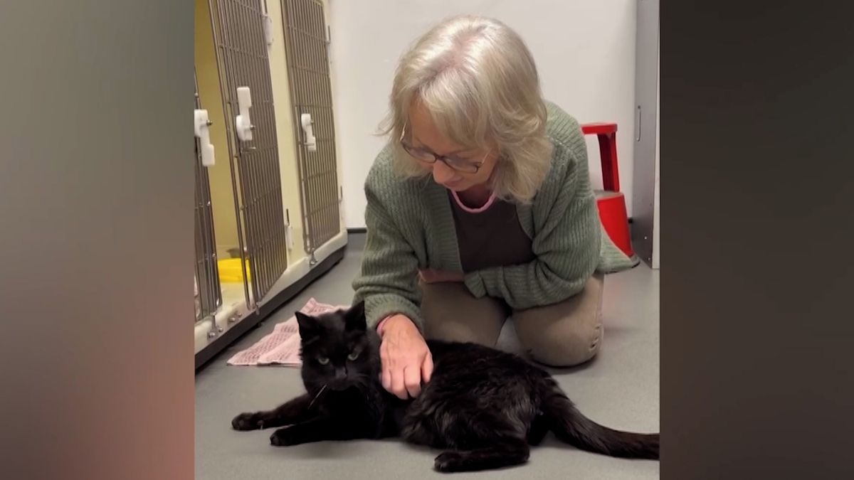 Žena se po 12 letech setkala se ztraceným kocourem, našel se nedaleko bývalého domova