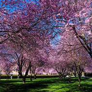 V Troji kvetou sakury nejpozději z pražských zahrad. Kvůli blízkosti řeky a otevřenému prostoru je tu totiž chladněji.