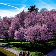 Trojský zámek stojí možná trochu ve stínu nedaleké zoo a botanické zahrady, i on má však své lákavé krásy.