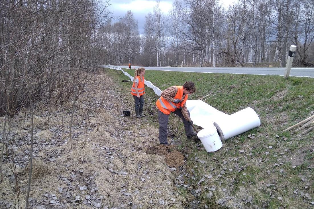 Dobrovolníci na Šumavě ročně zachrání život více než deseti tisícům obojživelníků