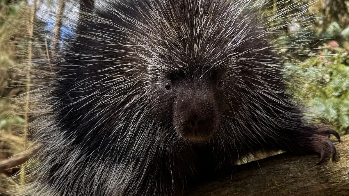 Bodlinatý postrach amerických psů je zpátky v Plzni