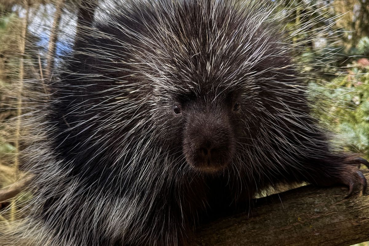 Bodlinatý postrach amerických psů je zpátky v Plzni