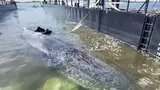 Velryba Timmy je pravděpodobně mrtvá, tvrdí němečtí mořští biologové — image 3