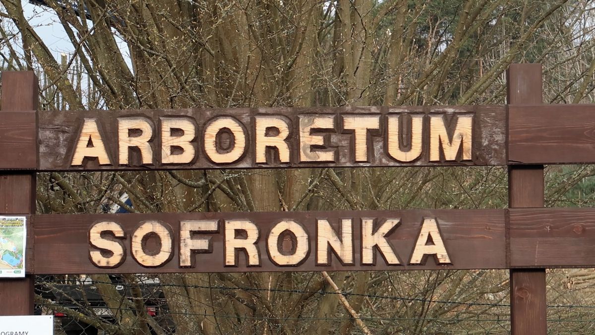 Část unikátní sbírky borovic v plzeňském arboretu vykáceli