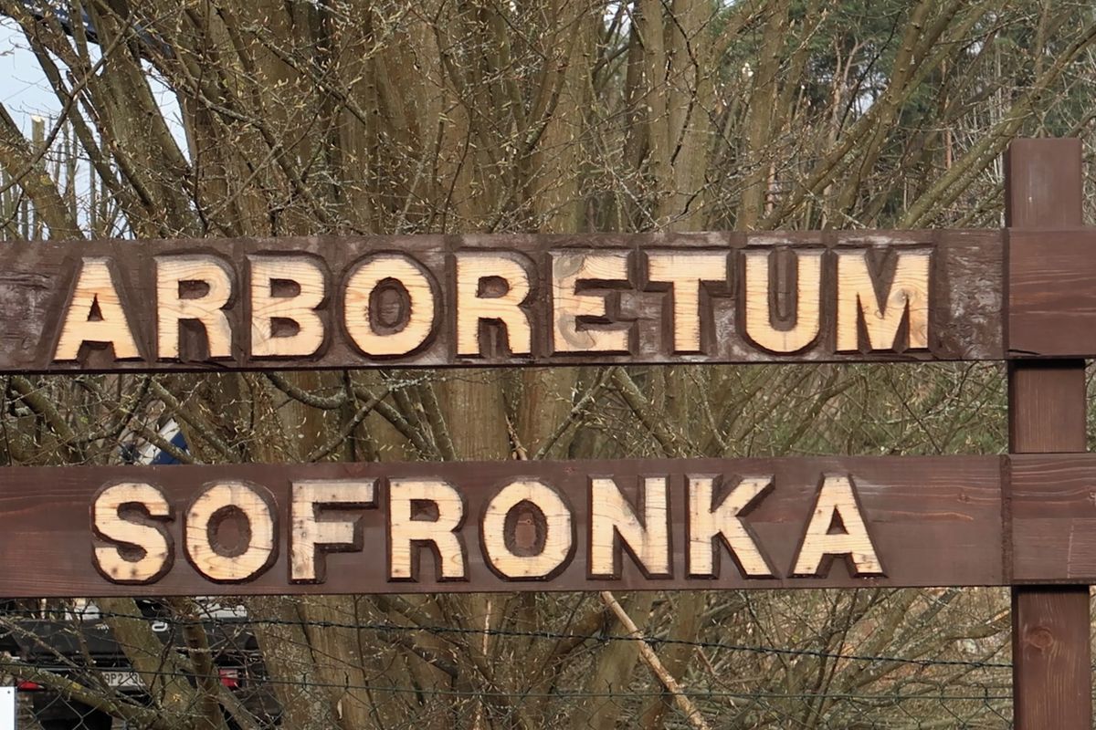 Část unikátní sbírky borovic v plzeňském arboretu vykáceli