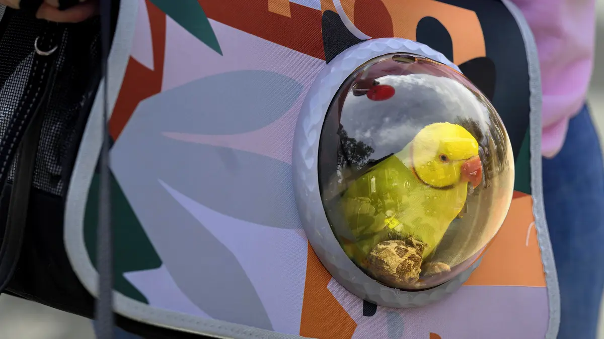 Papoušek má vlastní malou ponorku, prozkoumal v ní moře na Bahamách