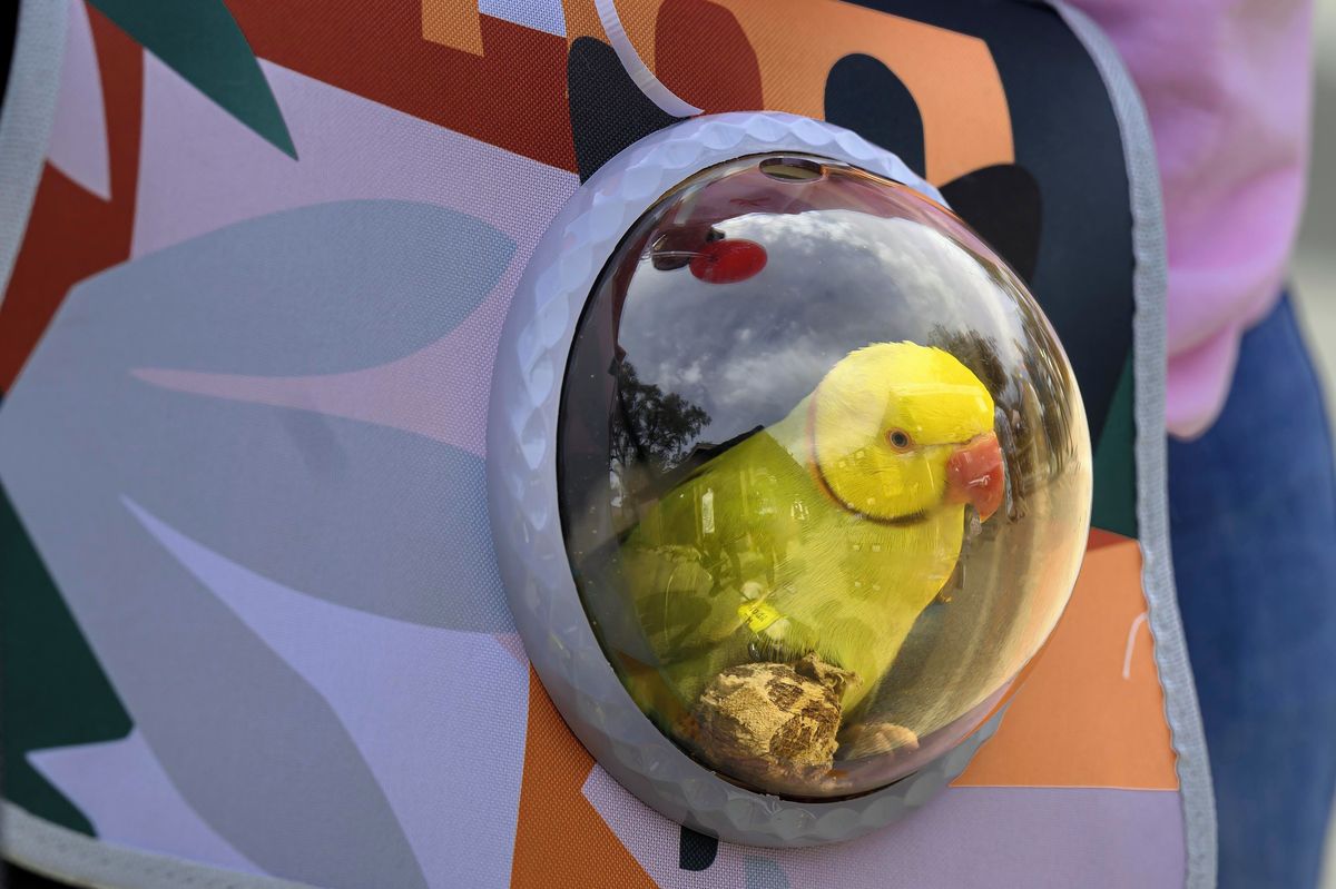 Papoušek má vlastní malou ponorku, prozkoumal v ní moře na Bahamách