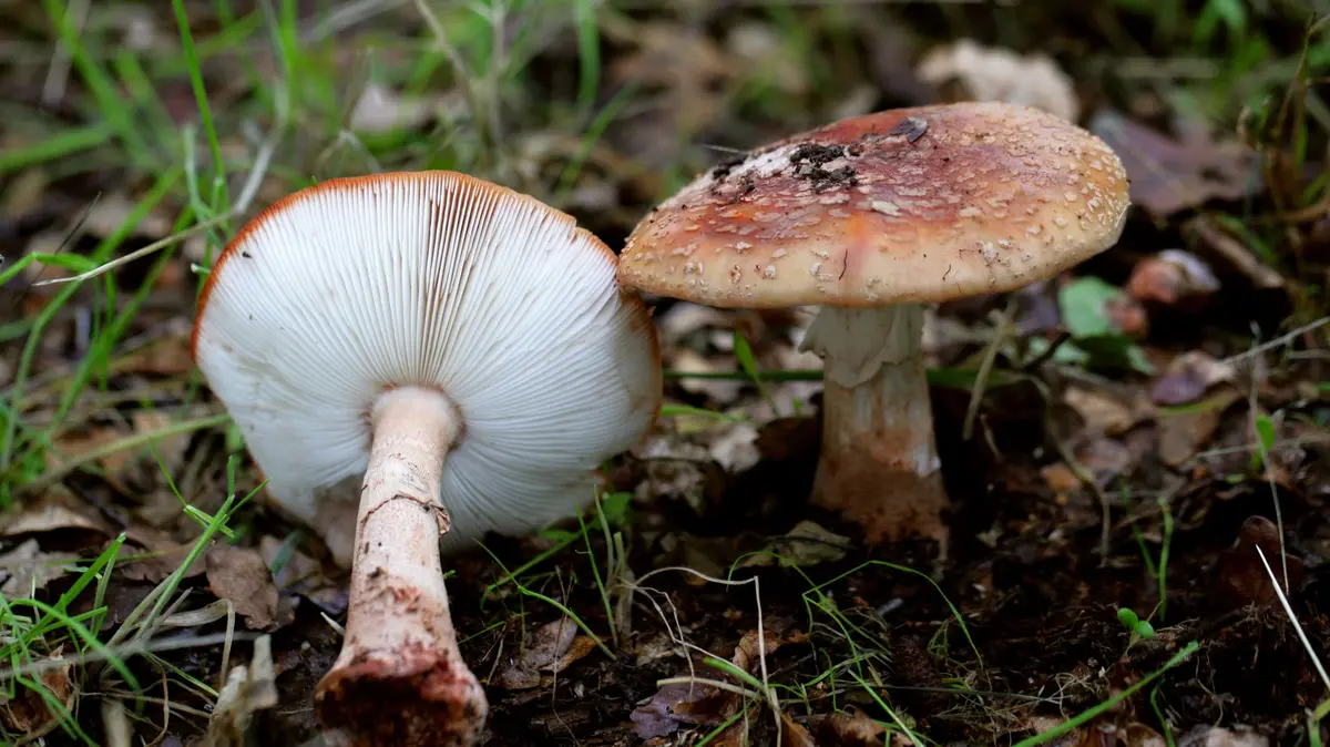 Muž z Liberecka chtěl otrávit družku houbami, ale dal jí růžovky. Dostal 15 let