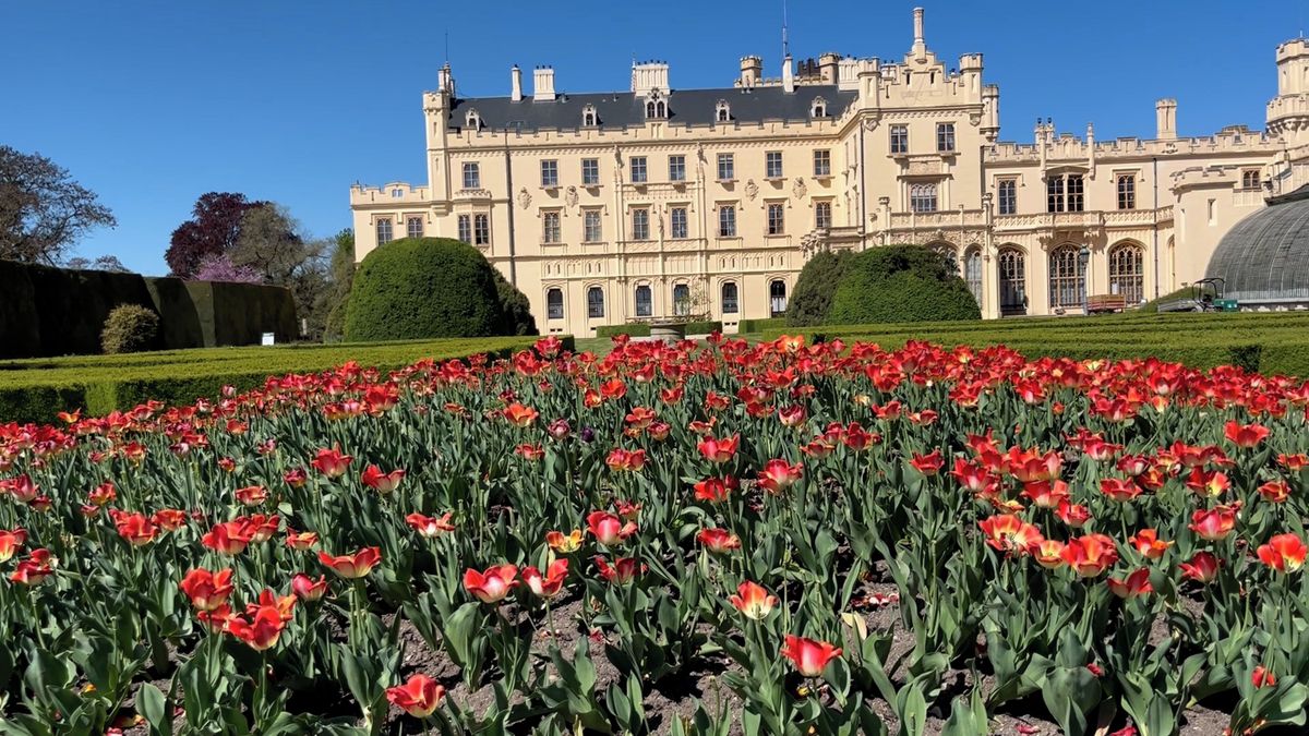 Tisíce tulipánů ozdobí Lednici ještě na týden. Pak je nahradí trvalky 