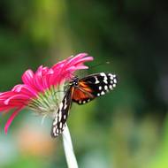 Otevřeno je denně kromě pondělí od 09:00 do 19:00.
