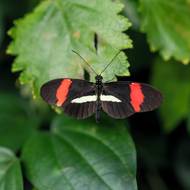 Ve skleníku Fata Morgana čekají na návštěvníky volně poletující tropičtí motýli.