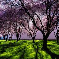 Pohled jako v Japonsku. A možná ještě hezčí. Oceňují ho zatím hlavně zahraniční turisté.