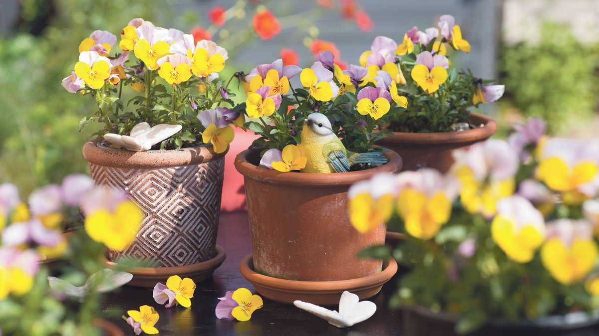 Veselé violky: malé květy s velkou něhou