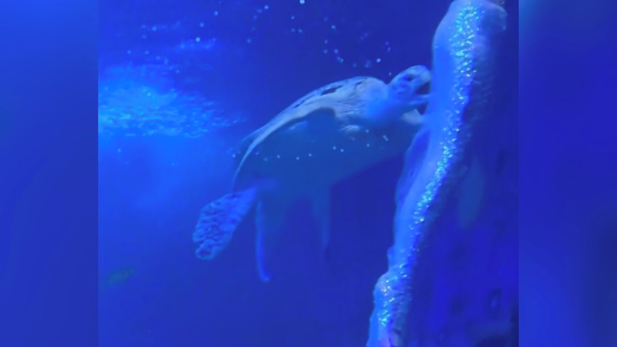 Želva kousla při vystoupení mořskou pannu do hýždí