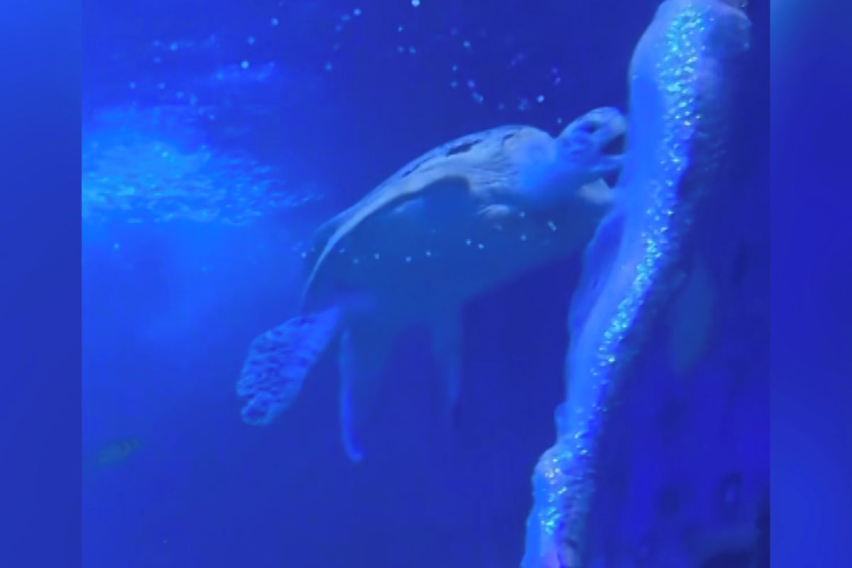 Želva kousla při vystoupení mořskou pannu do hýždí