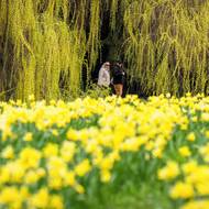 Narcisů jsou v Průhonicích tisíce, pokvetou zhruba dva až tři týdny. 