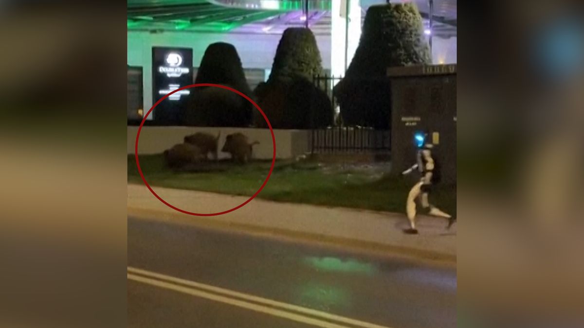 Humanoidní influencer Edward naháněl ve Varšavě divočáky