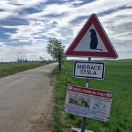 Unikátní dopravní značky u Mohelna na Třebíčsku mají chránit kriticky ohrožené sysly.