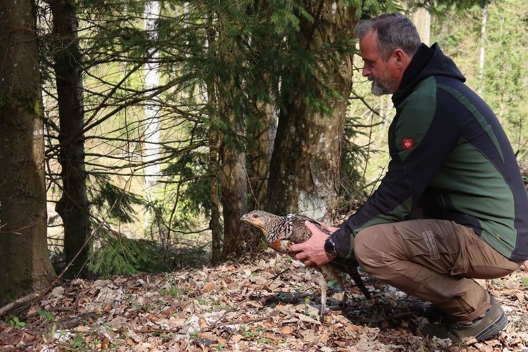 Zvířecí záchranáři žasli. Po domažlickém parku se motal tetřev