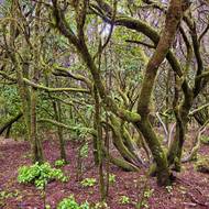 Prastarý vavřínový les je klenotem La Gomery