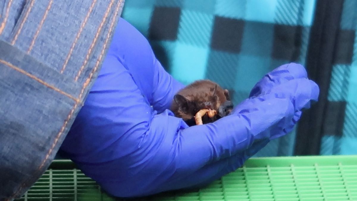 Netopýří show. V Plzni vypustili desítky zachráněných zvířat