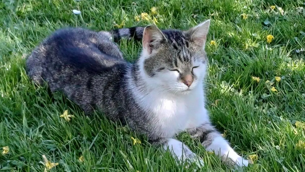 Kocour umíral bolestivou smrtí v křečích. Podezřelý úhyn na Frýdlantsku řeší policie