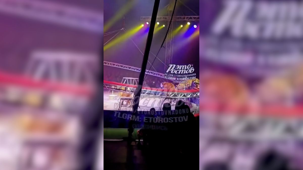 Tygr v ruském cirkuse skočil během představení do hlediště plného lidí