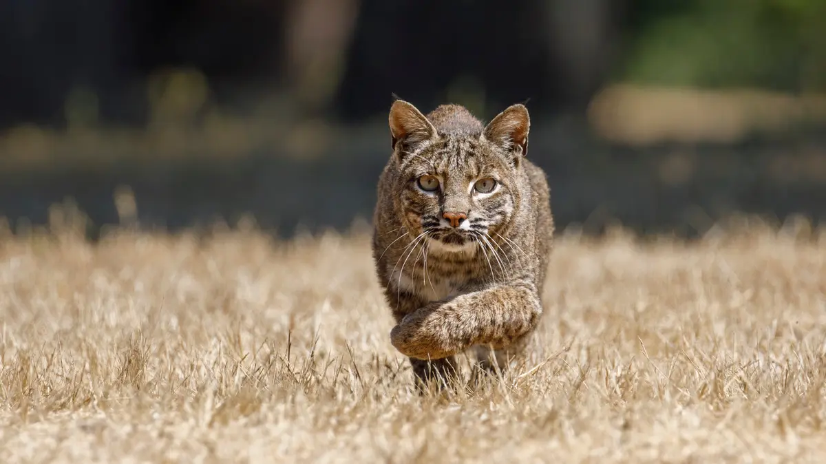 Mladík z Wisconsinu šel lovit krocany, sám se málem stal kořistí hladového rysa