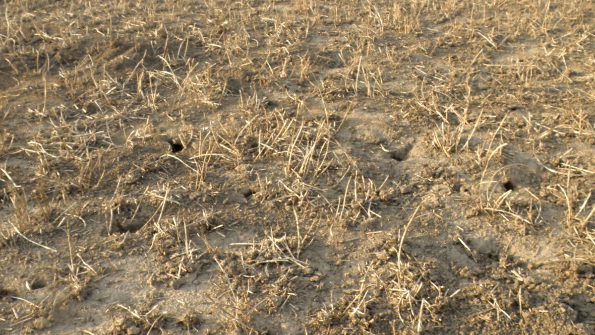 Menší pole mohou snížit četnost hrabošů, vyplývá ze studie českých vědců