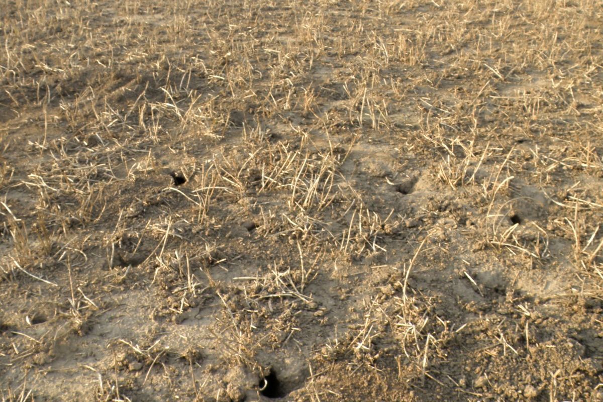 Menší pole mohou snížit četnost hrabošů, vyplývá ze studie českých vědců