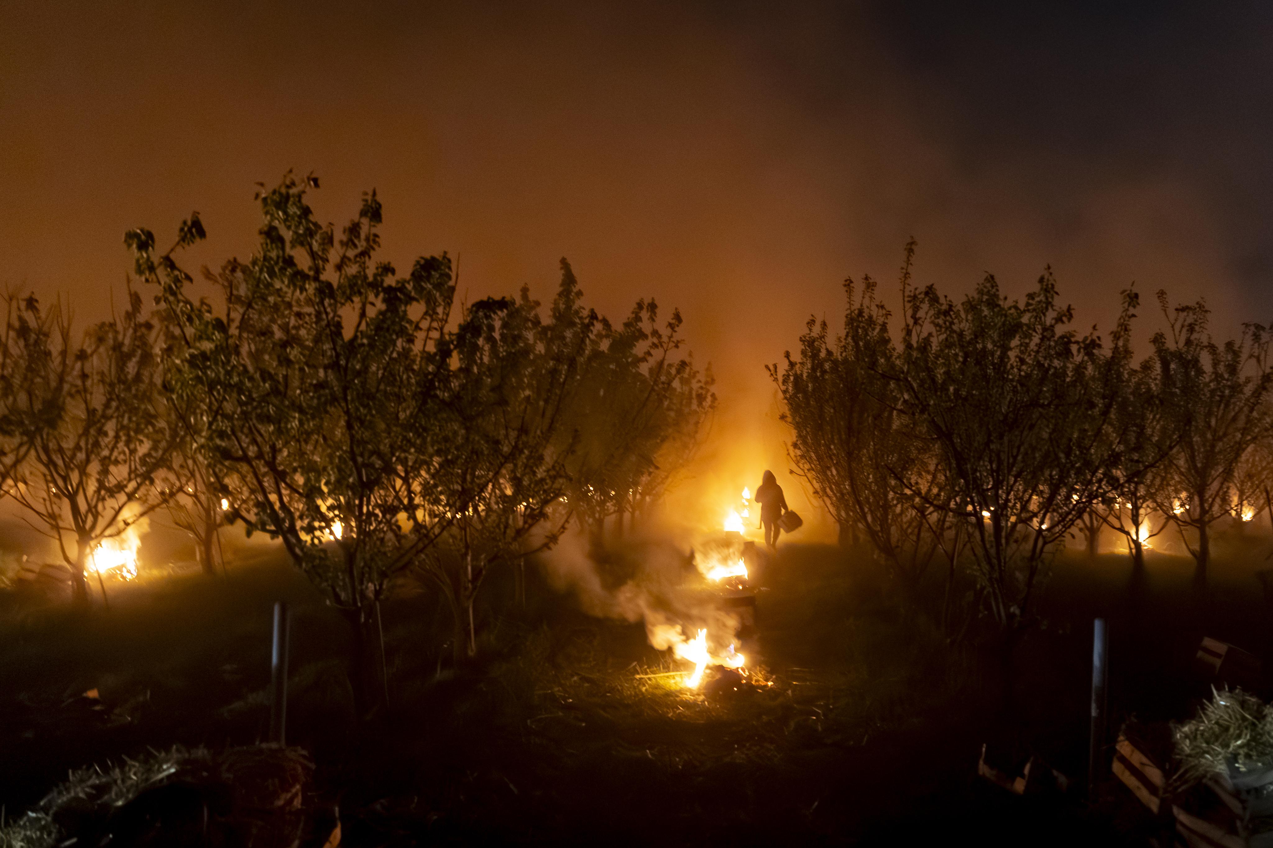V krátké době druhá bídná sklizeň. Ovocnáři hlásí kvůli mrazům ztrátu přes 1,3 miliardy