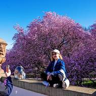 Kdo chce podobnou fotku, měl by spěchat, sakury kvetou jen pár dní.