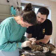 Pitva prokázala, že dravce vážně poranil elektrický proud 