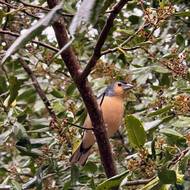 Park je domovem více než tisíce živočišných druhů.