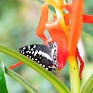 Každé jaro ožívá skleník Fata Morgana stovkami poletujících motýlů.
